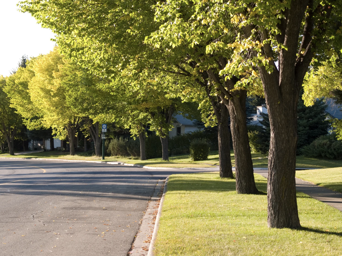 Tree-lined entrance road at Cassity Farm in Nicholasville, Kentucky